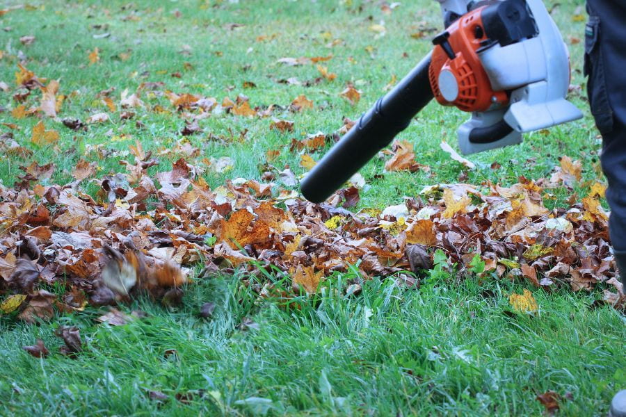 leaves on lawn