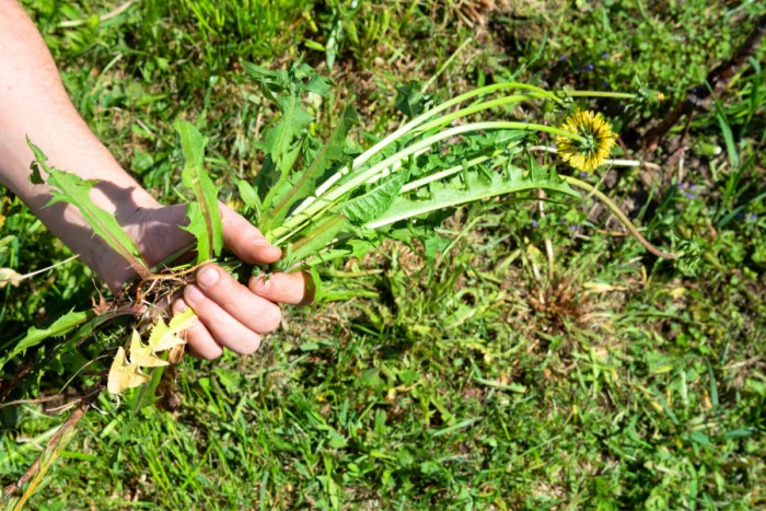 weeds in lawn