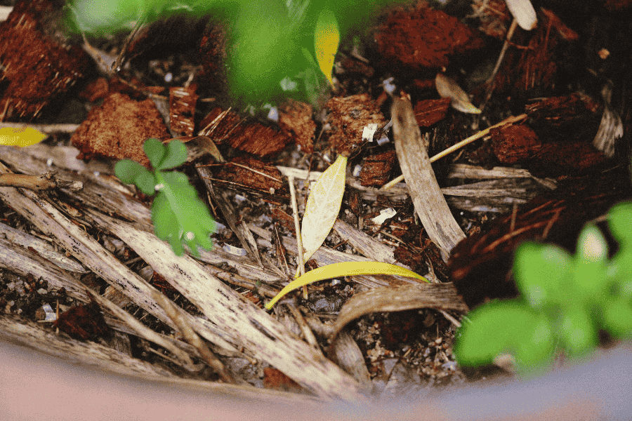 coconut compost