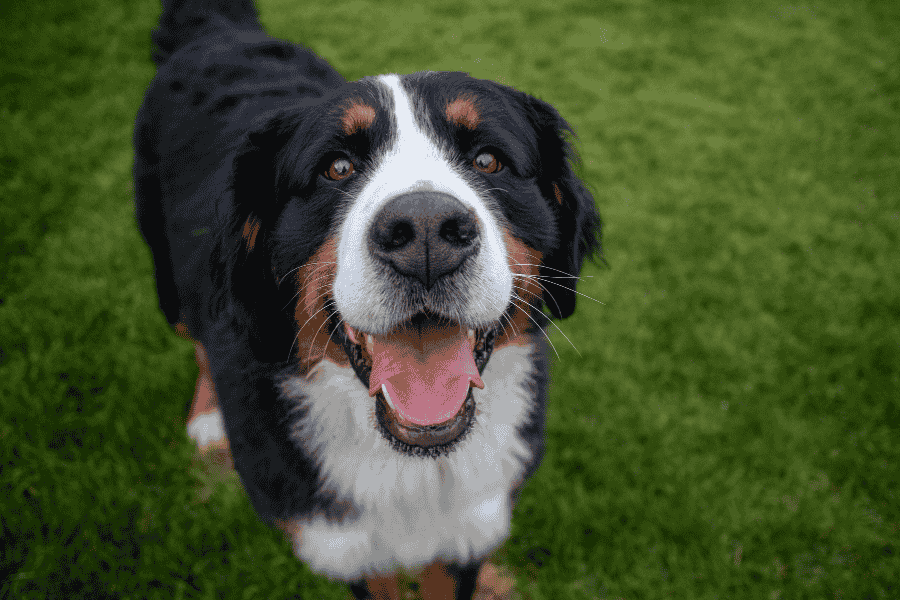 dog grass